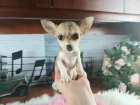 Micro teacup white fawn girl. Hand Delivery , a female Chihuahua for sale in Carthage, TX – 4 of 10
