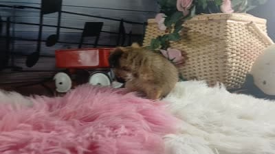 Long hair teacup girl applehead.  Hand Delivery , a female Chihuahua for sale in Carthage, TX – 10 of 10