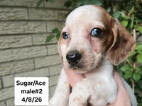 Sugar's white red dapple boy. Hand delivery, a male Miniature Dachshund for sale in Carthage, TX – 3 of 7