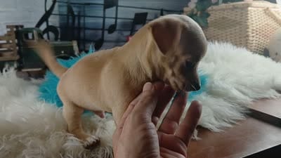 Autumns fawn boy. Hand Delivery , a male Chihuahua for sale in Carthage, TX – 9 of 9