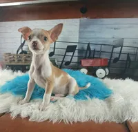 Teacup fawn white boy. Hand Delivery , a male Chihuahua for sale in Carthage, TX – 10 of 10