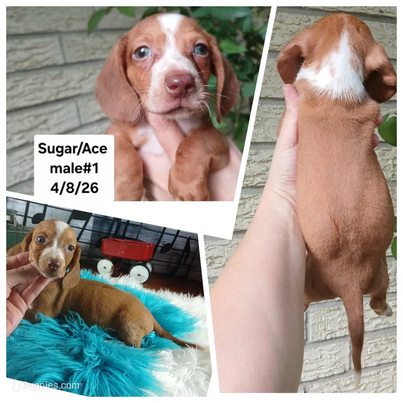 Sugars Red white boy. Hand delivery  – Miniature Dachshund puppy for sale in Carthage, TX