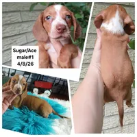 Sugars Red white boy. Hand delivery , a male Miniature Dachshund for sale in Carthage, TX – 1 of 6