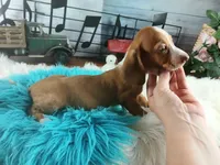 Sugars Red white boy. Hand delivery , a male Miniature Dachshund for sale in Carthage, TX – 4 of 6