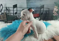 White teacup boy spot. Hand delivery, a male Chihuahua for sale in Carthage, TX – 5 of 6
