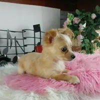 Nationwide delivery-long hair, a female Chihuahua for sale in Carthage, TX – Photo 1 of 5