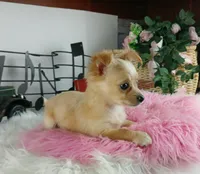 Nationwide delivery-long hair, a female Chihuahua for sale in Carthage, TX – Photo 1 of 5