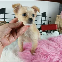 Nationwide delivery-long hair, a female Chihuahua for sale in Carthage, TX – Photo 4 of 5