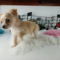 Nationwide delivery-long hair, a female Chihuahua for sale in Carthage, TX – Photo 2 of 5