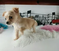 Nationwide delivery-long hair, a female Chihuahua for sale in Carthage, TX – Photo 2 of 5