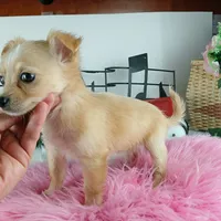 Nationwide delivery-long hair, a female Chihuahua for sale in Carthage, TX – Photo 5 of 5