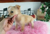 Nationwide delivery-long hair, a female Chihuahua for sale in Carthage, TX – Photo 5 of 5