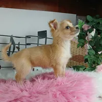 Nationwide delivery-long hair, a female Chihuahua for sale in Carthage, TX – Photo 3 of 5