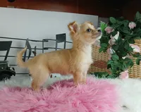 Nationwide delivery-long hair, a female Chihuahua for sale in Carthage, TX – Photo 3 of 5