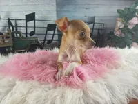 Teacup fawn girl white 2, a female Chihuahua for sale in Carthage, TX – 9 of 10