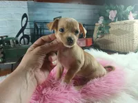 Autumns fawn girl. Hand Delivery , a female Chihuahua for sale in Carthage, TX – 4 of 7