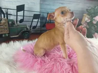 Teacup fawn girl white 2, a female Chihuahua for sale in Carthage, TX – 4 of 10