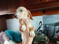 Sugar Pies cream girl. Hand Delivery , a female Miniature Dachshund for sale in Carthage, TX – 2 of 9