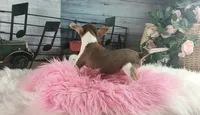 Chocolate teacup girl.  Hand delivery, a female Chihuahua for sale in Carthage, TX – 7 of 7