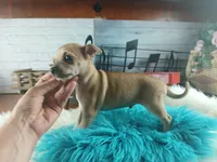 Haleys fawn boy. Hand Delivery , a male Chihuahua for sale in Carthage, TX – 5 of 7