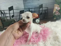 White teacup girl. Hand delivery , a female Chihuahua for sale in Carthage, TX – 4 of 8