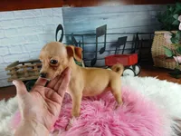 Autumns fawn girl. Hand Delivery , a female Chihuahua for sale in Carthage, TX – 4 of 10