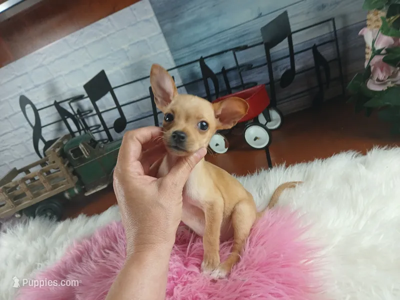 Light fawn girl chi. Hand delivery  – Chihuahua puppy for sale in Carthage, TX