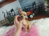 Light fawn girl chi. Hand delivery , a female Chihuahua for sale in Carthage, TX – 1 of 8