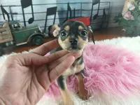 Blk tan tri girl Hand Delivery , a female Chihuahua for sale in Carthage, TX – 7 of 8