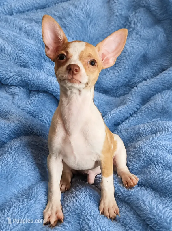 Teacup fawn white boy. Hand Delivery  – Chihuahua puppy for sale in Carthage, TX