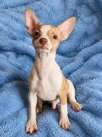 Teacup fawn white boy. Hand Delivery , a male Chihuahua for sale in Carthage, TX – 1 of 8