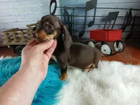 Suzies chocolate boy. Hand Delivery , a male Miniature Dachshund for sale in Carthage, TX – 4 of 7
