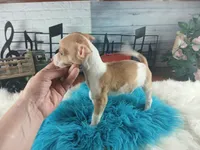 Teacup fawn white boy. Hand Delivery , a male Chihuahua for sale in Carthage, TX – 7 of 10