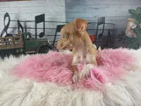 Teacup fawn girl white 2, a female Chihuahua for sale in Carthage, TX – 7 of 10