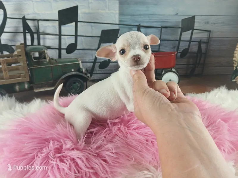 White teacup girl. Hand delivery  – Chihuahua puppy for sale in Carthage, TX