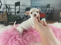 White teacup girl. Hand delivery , a female Chihuahua for sale in Carthage, TX – 1 of 8