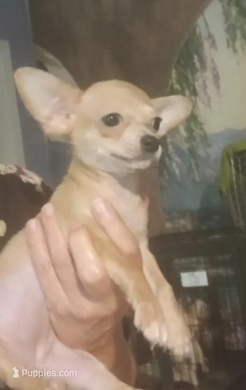 Tiny fawn teacup applehead girl Hand Delivery  – Chihuahua puppy for sale in Carthage, TX