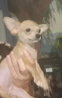 Tiny fawn teacup applehead girl Hand Delivery , a female Chihuahua for sale in Carthage, TX – 1 of 3