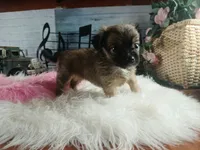 Long hair teacup girl applehead.  Hand Delivery , a female Chihuahua for sale in Carthage, TX – 6 of 10