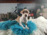 Teacup fawn white boy. Hand Delivery , a male Chihuahua for sale in Carthage, TX – 6 of 8