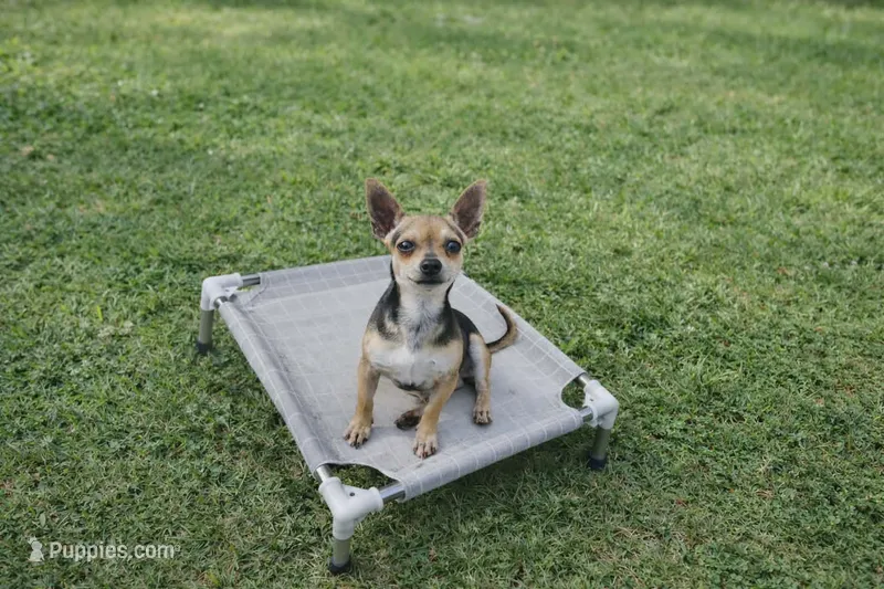 Sambo – Chihuahua puppy for sale in Carthage, TX