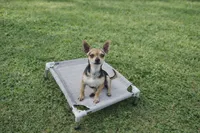Sambo, a male Chihuahua for sale in Carthage, TX – 1 of 1
