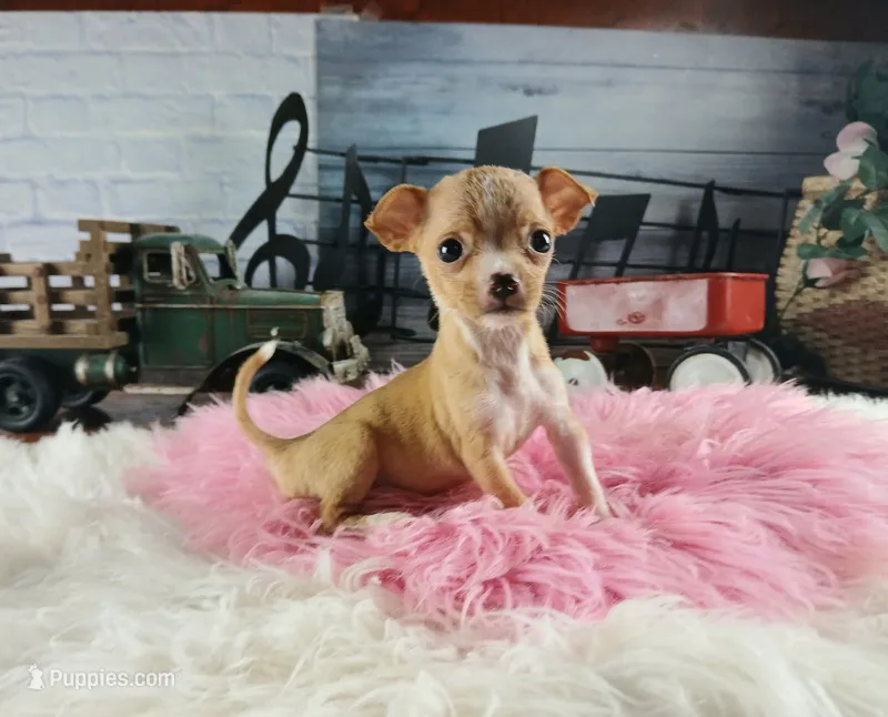 Vanillas fawn teacup girl. Hand Delivery  – Chihuahua puppy for sale in Carthage, TX