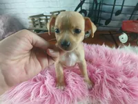 Autumns fawn girl. Hand Delivery , a female Chihuahua for sale in Carthage, TX – 5 of 7