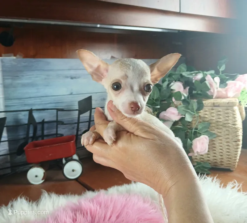 Micro teacup girl white. Hand Delivery  – Chihuahua puppy for sale in Carthage, TX