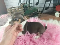 Chocolate teacup freckles girl. Hand delivery, a female Chihuahua for sale in Carthage, TX – 4 of 7