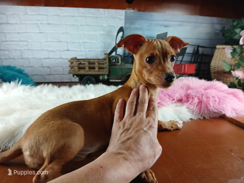 Red girl chi 6 lb. Hand Delivery  – Chihuahua puppy for sale in Carthage, TX