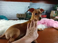 Red girl chi 6 lb. Hand Delivery , a female Chihuahua for sale in Carthage, TX – 1 of 6