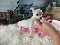 Vanillas tiny white girl. Hand Delivery , a female Chihuahua for sale in Carthage, TX – 4 of 8