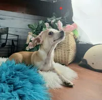 Popcorns red dot male. Hand delivery, a male Chihuahua for sale in Carthage, TX – 5 of 7